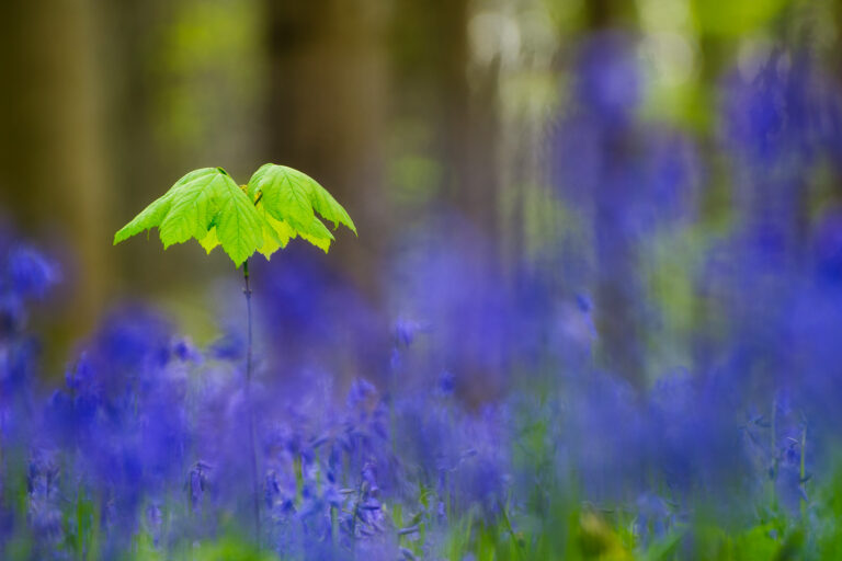 Young maple sapling in Hallerbos