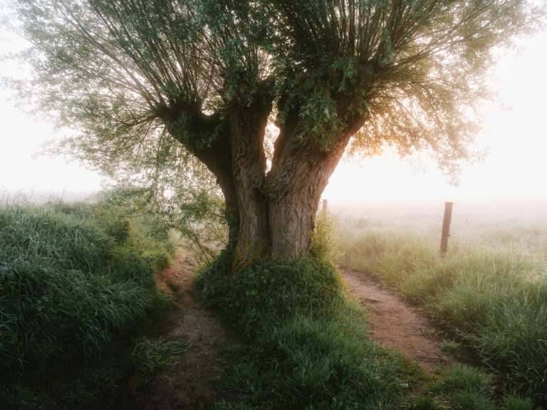 Pollard willow splits the path in two directions